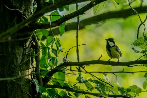 Kohlmeise im Wald bei Nieder-Hilbersheim