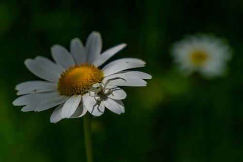 Krabbenspinne auf einer Margeritenblüte an einem Feldweg bei Jugenheim