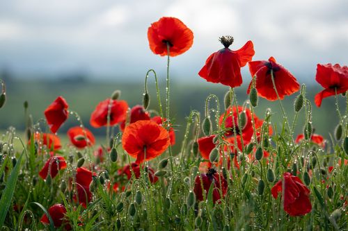 Mohnblumen im Regen bei Partenheim