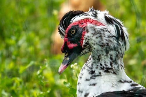 Moschusente in einem Kleingarten bei Jugenheim