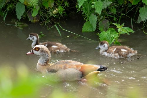 Nilgans mit Kücken auf der Selz bei Großwinternheim