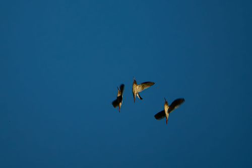 Rotschenkel beim Überflug des Selztals bei Nieder-Olm