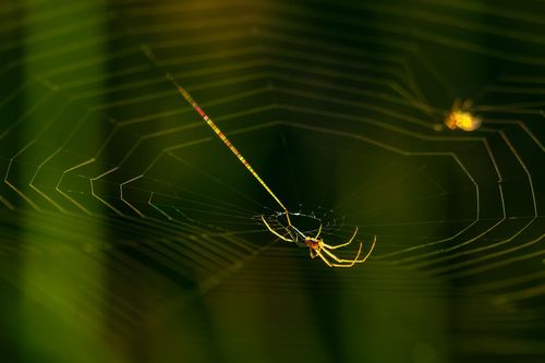 Spinne beim Netzbau im Abendlicht bei Hahnheim