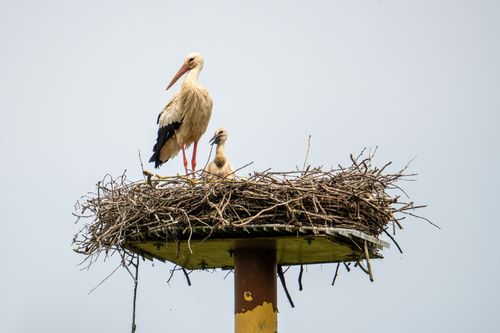 Storchennest im Selztal bei Stadecken-Elsheim