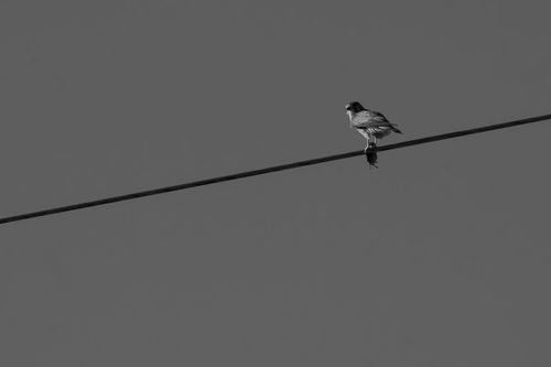 Turmfalke mit Beute bei Sulzheim