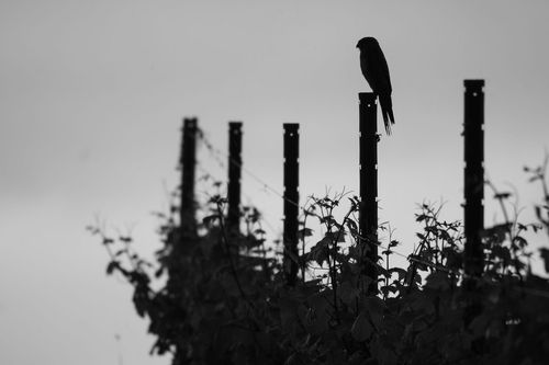 Turmfalke in den Weinbergen von Jugenheim