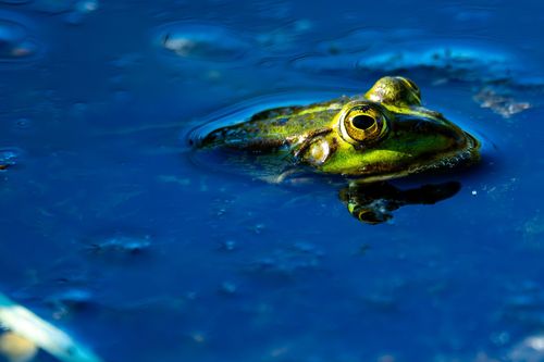 Wasserfrosch in einem Tümpel im Landschaftsschutzgebiet An der Lausau bei Sörgenloch