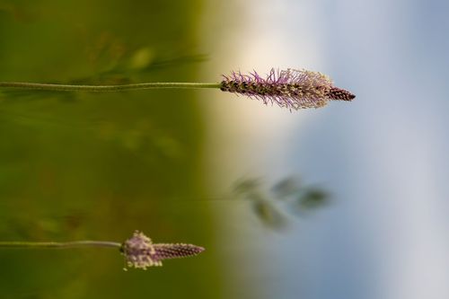 Wegerich in einer Wildblumenwiese auf dem Bleichkopf bei Jugenheim