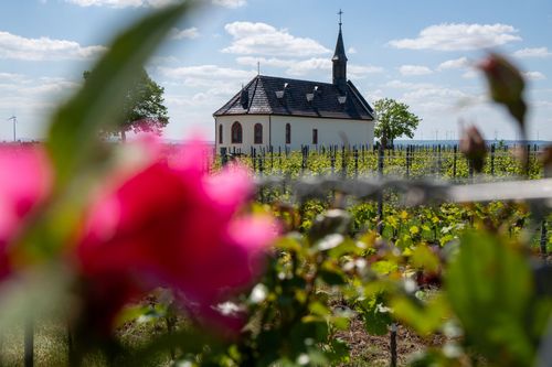 Blick durch die Weinberge auf Sankt Michael bei Abenheim