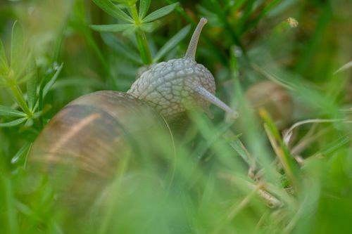 Weinbergschnecke bei Dolgesheim