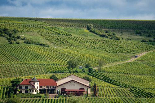 Blick auf das Weingut Diehl-Blees am Goldberg bei Jugenheim