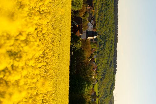 Blick auf Wendelsheim über ein blühendes Rapsfeld