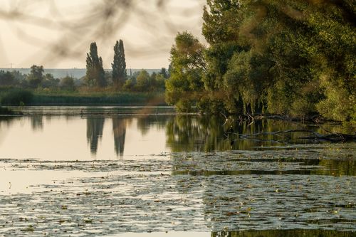 Abendstimmung am Altrheinsee bei Eich
