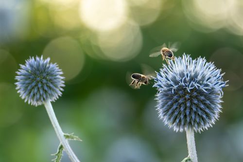 Bienen im Abendlicht an einer blühenden Ruthenischen Kugeldistel
