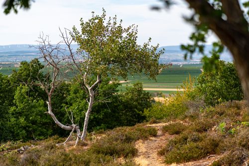 Birke in der Heide auf dem Horn bei Siefersheim