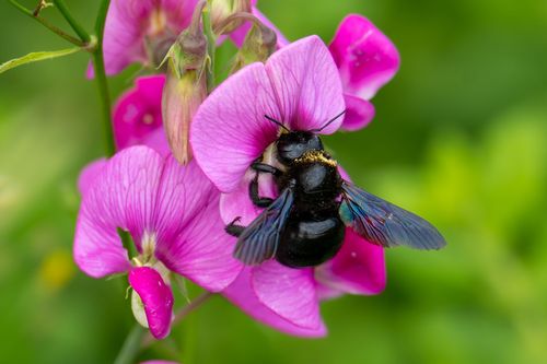 Blaue Holzbiene an der Blüte einer Breitblättrigen Platterbse
