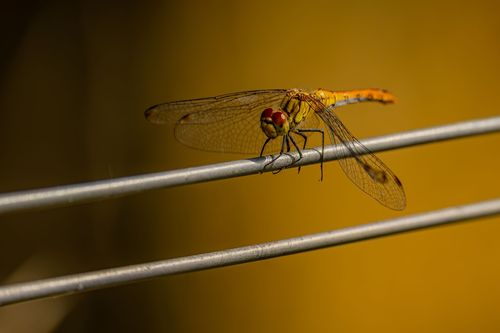Blutrote Heidelibelle am Selzufer im Landschaftsschutzgebiet An der Lausau bei Sörgenloch