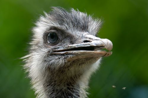 Emu in einem Gehege bei Eich