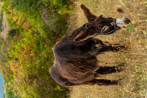 Esel im Appenbachtal bei Wöllstein