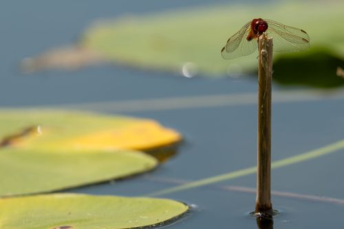 Feuerlibelle zwischen den Seerosen auf dem Altrheinsee bei Eich
