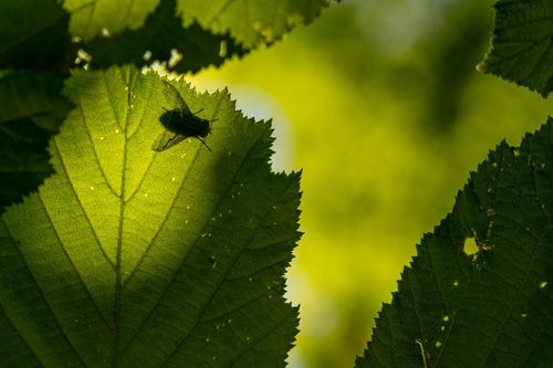 Schatten einer Fliege auf einem von der Sonnen durchleuchteten Blatt im Wald bei Ober-Hilbersheim