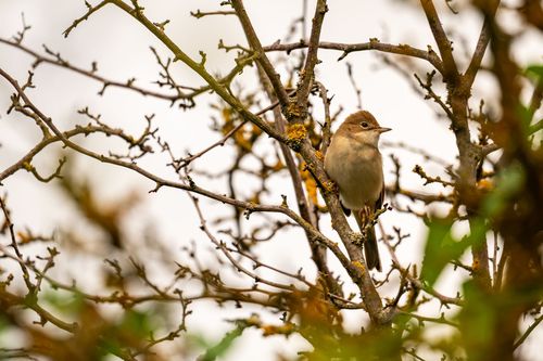 Gartengrasmücke im Landschaftsschutzgebiet Hahnheimer Bruch
