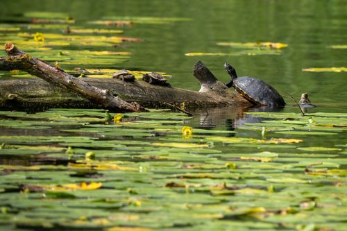 Gelbwangen-Schmuckschildkröten beim Sonnenbad auf einem Baumstamm im Altrheinsee bei Eich