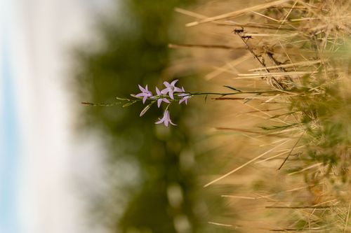 Glockenblume im Landschaftsschutzgebiet Haarberg-Höllberg