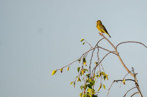 Grünfink auf der Spitze einer Birke in Jugenheim
