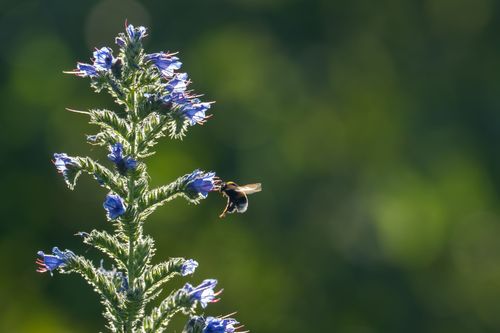 Hummel auf Nektarsuche an einem Gewöhnlichen Natterkopf bei Siefersheim