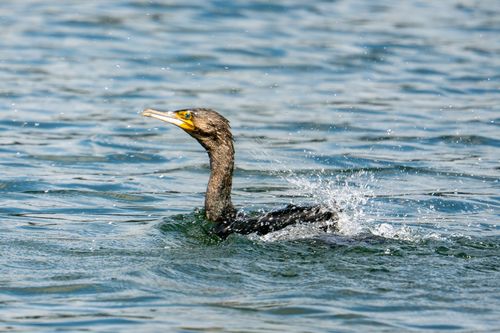 Nach einem Jagdversuch auftauchender Kormoran auf dem Altrheinsee bei Eich