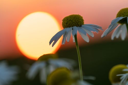 Kamille im Sonnenuntergang bei Vendersheim
