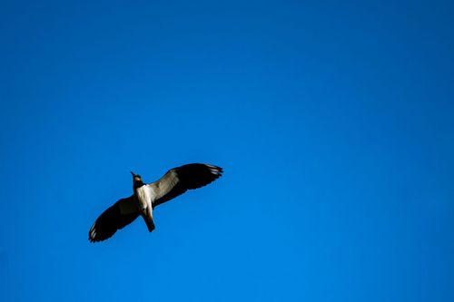 Kiebitz beim Überflug des Hahnheimer Bruchs
