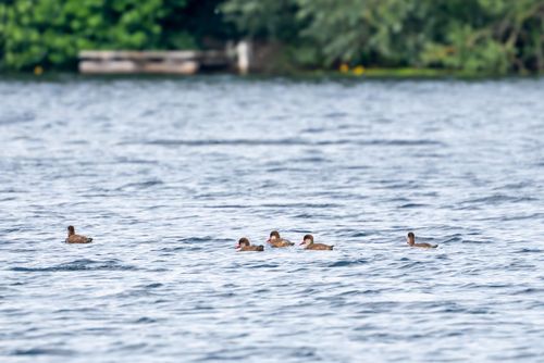Kolbenenten auf dem Altrheinsee bei Eich
