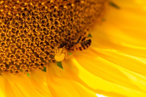 Krabbenspinne mit einer erbeuteten Honigbiene auf einer Sonnenblume bei Jugenheim