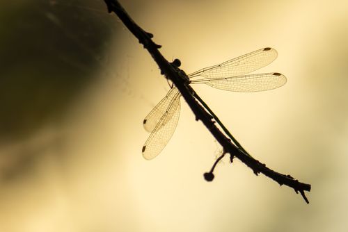 Libelle auf einem Ast im abendlichen Gegenlicht