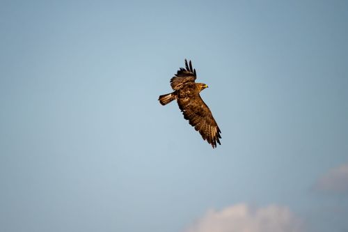 Mäusebussard im Flug über Essenheim