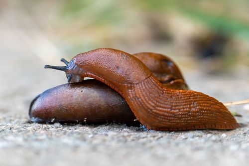 Nacktschnecken auf einem Feldweg bei Zotzenheim
