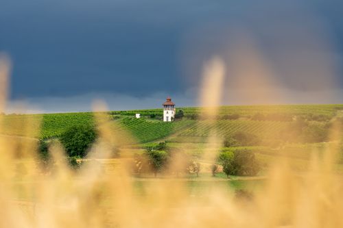 Blick auf den Pertelturm des Weinguts Dechent bei Saulheim