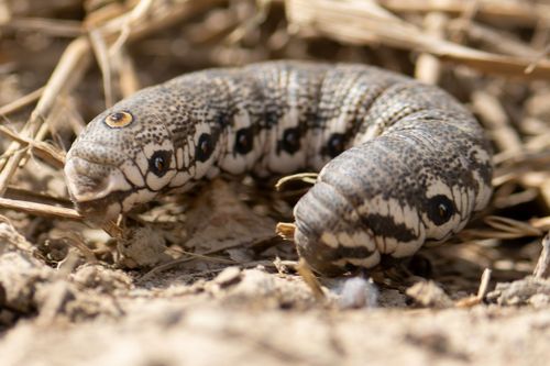 Raupe eines Nachtkerzenschwärmers an einem Feldweg bei Ensheim