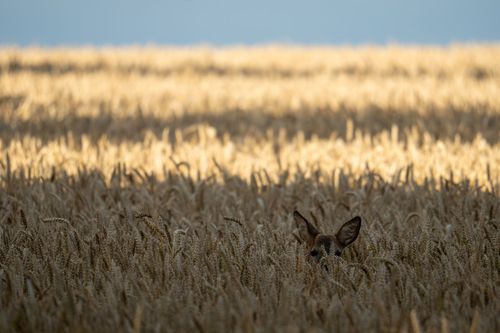 Reh in einem Getreidefeld auf dem Horn bei Zotzenheim