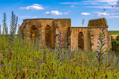 Ruine der Beller Kirche bei Eckelsheim