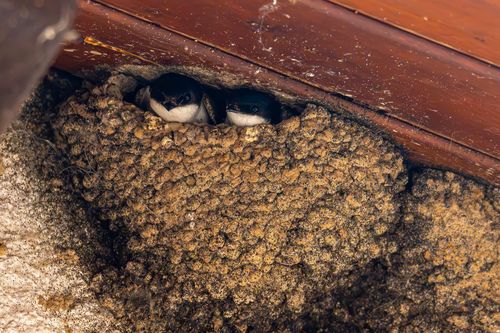 Schwalbennest im Dachgiebel eines Winzerhofs in Sörgenloch