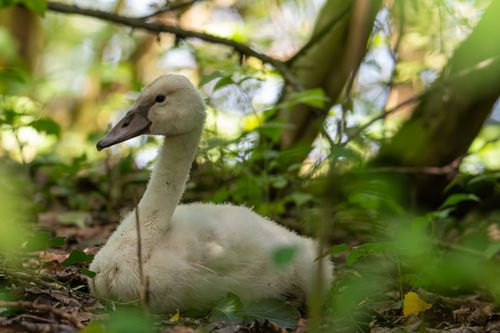 Jungschwan am Ufer des Heinrichs-Talaue-See bei Gimbsheim