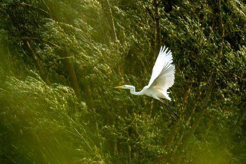 Silberreiher beim Überflug des Landschaftsschutzgebiets Hahnheimer Bruch