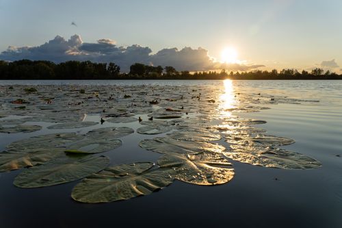 Sonnenuntergang über dem Altrheinsee bei Eich
