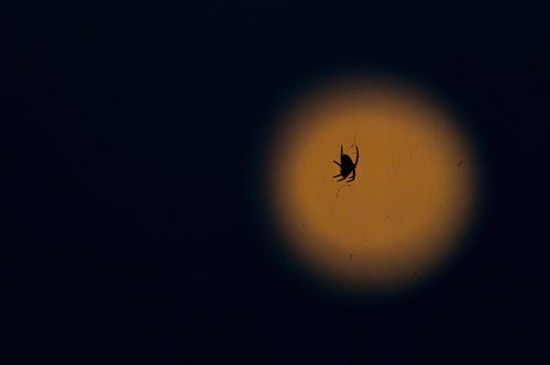 Spinne vor dem aufgehenden Vollmond