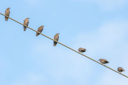 Stare auf ein Stromleitung bei Sulzheim