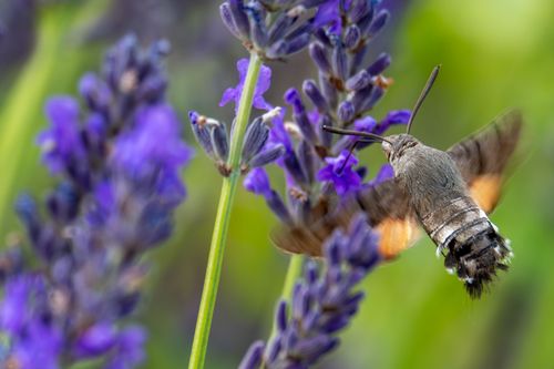 Taubenschwänzchen im Lavendel in der Arena an der Via Vinea bei Sprendlingen