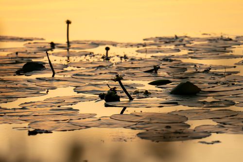 Teichrosen im Abendlicht auf dem Altrheinsee bei Eich